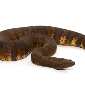 Viper Boa