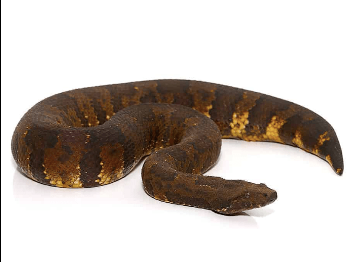 Viper Boa