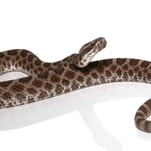 Western Massasauga Rattlesnake