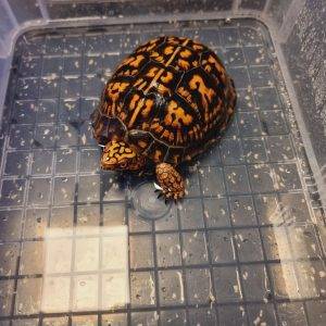 Eastern Box Turtle for Sale