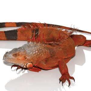 White Head Iguana For Sale #2