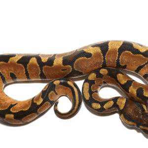 Yearling Enchi Ball Python