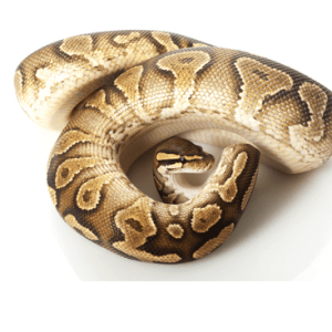 Yellow Bellied Ball Python for Sale