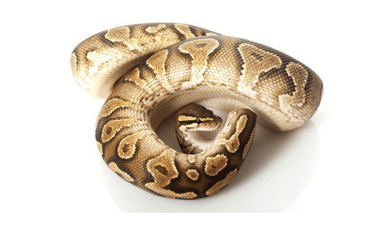 Yellow Bellied Ball Python for Sale
