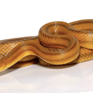 Yellow Rat snake