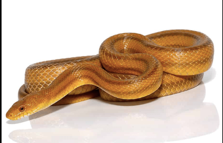 Yellow Rat snake