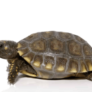 Yellowfoot Tortoise For Sale