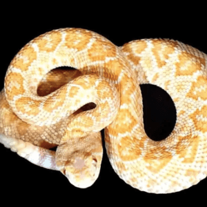 Albino Diamondback Rattlesnake For Sale