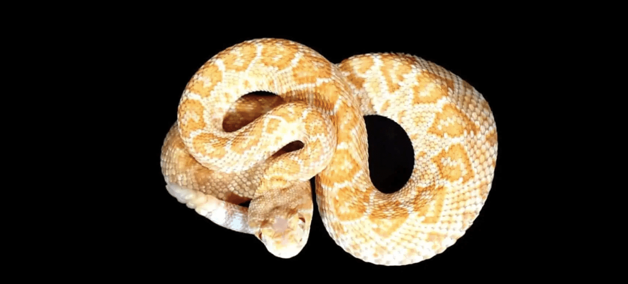 Albino Diamondback Rattlesnake For Sale