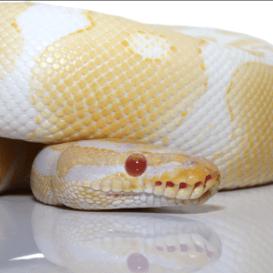 Ball Pythons For Sale