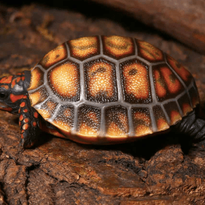 Cherryhead Redfoot Tortoise