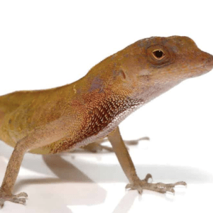 Copper Anole