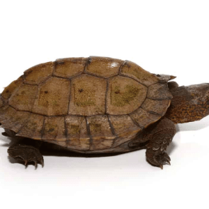 Giant Asian Pond Turtle For Sale