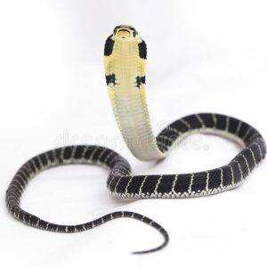 Baby King Cobra For Sale