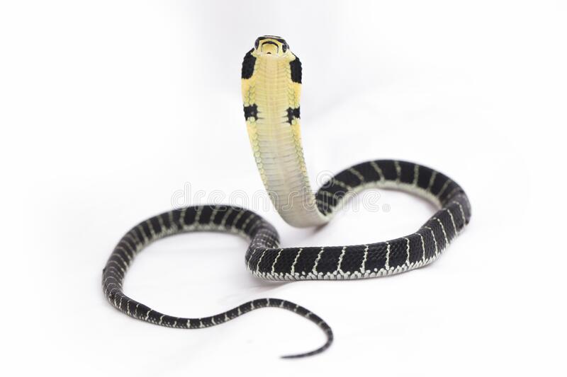 Baby King Cobra For Sale