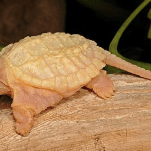 Albino Snapping Turtle for Sale