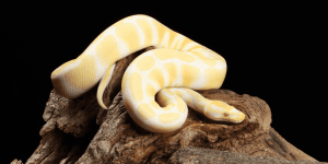 ball pythons for sale