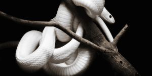 corn snakes for sale