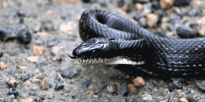 King Snakes For Sale