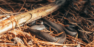 venomous snakes for sale