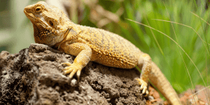 Bearded Dragons For Sale