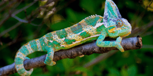 Chameleons For Sale
