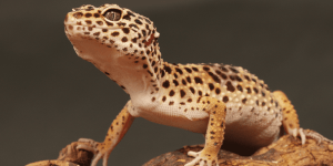 Geckos For Sale