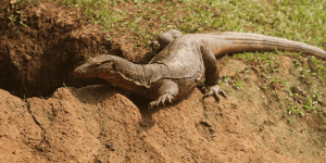 Monitor Lizards For Sale