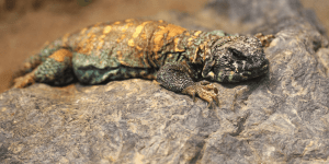 Uromastyx For Sale