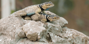 Other Lizards For Sale