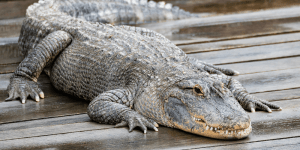 alligator for sale