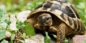 Tortoise For Sale